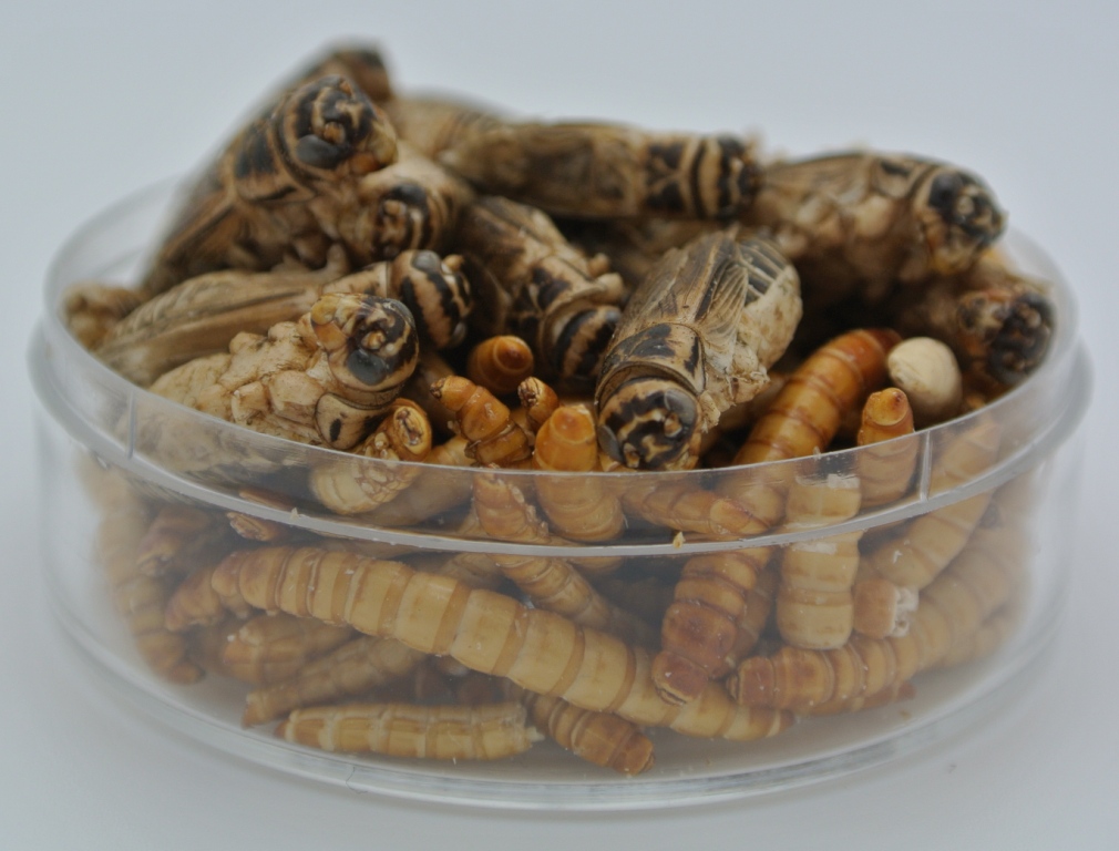 kids critters mealworms crickets 5 grams crunchy christmas worms