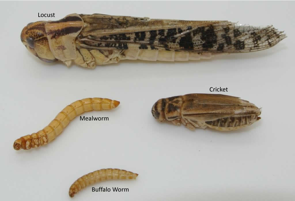 Mixed Critters 20 grams Crunchy Critters