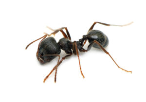 ant