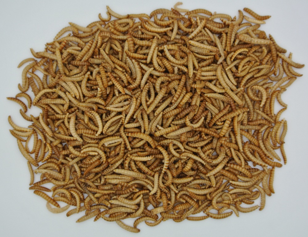 Worms