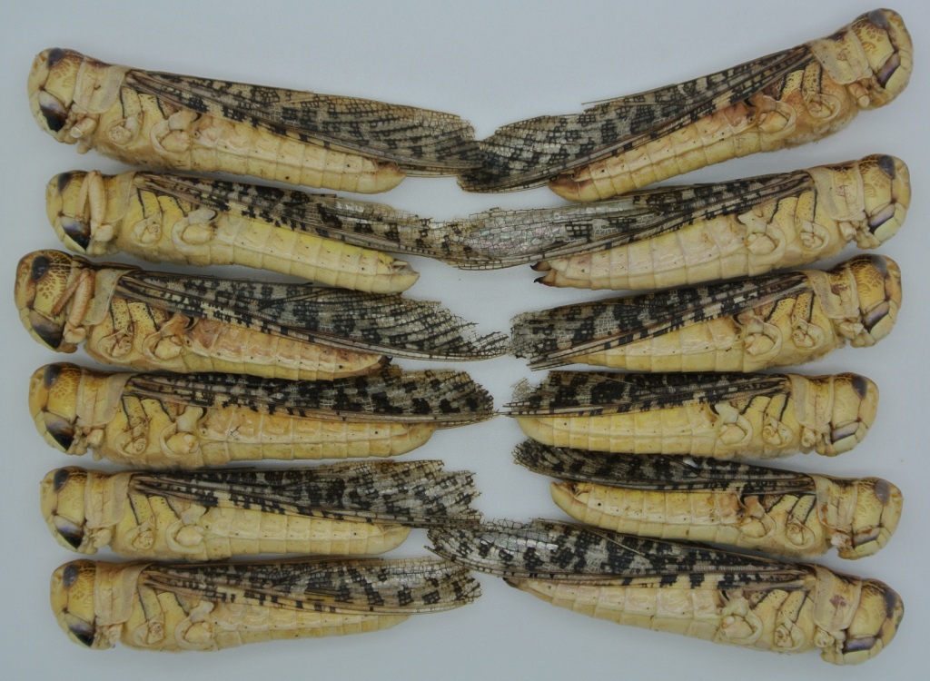 Edible Insects Edible Bugs Bush Tucker Locusts 35g Crunchy Critters