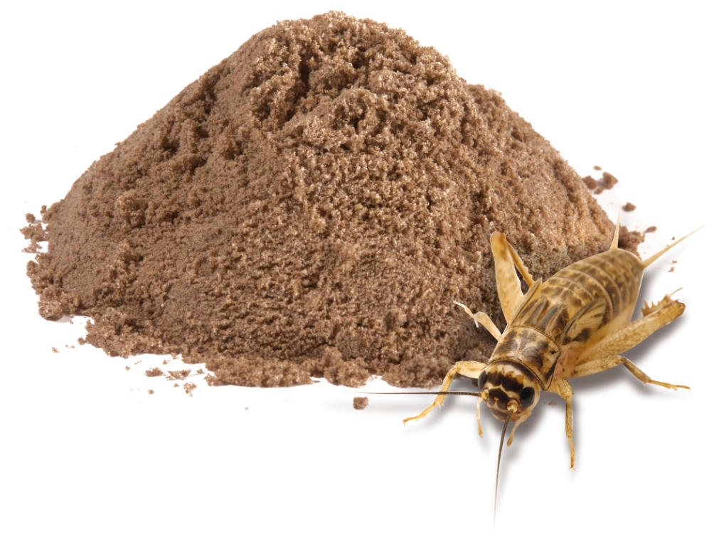 Cricket-Flour-2.jpg