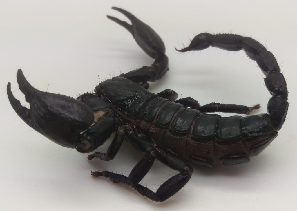 Black Scorpion 83