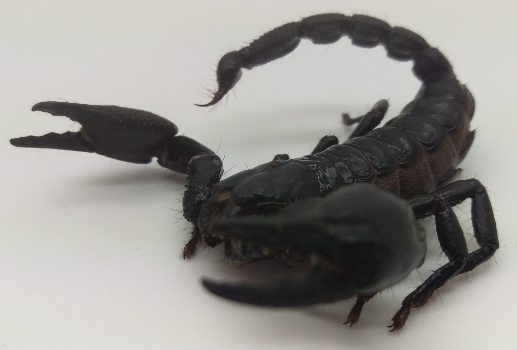 Black Scorpion 2