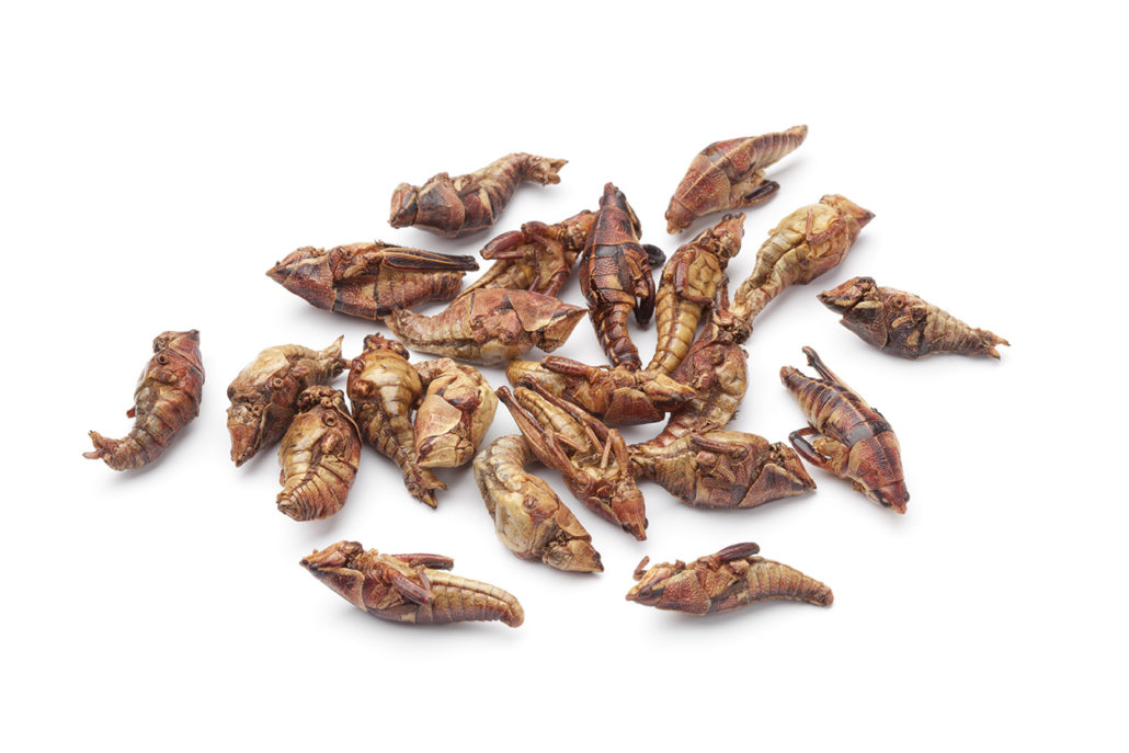 Dried chapulines