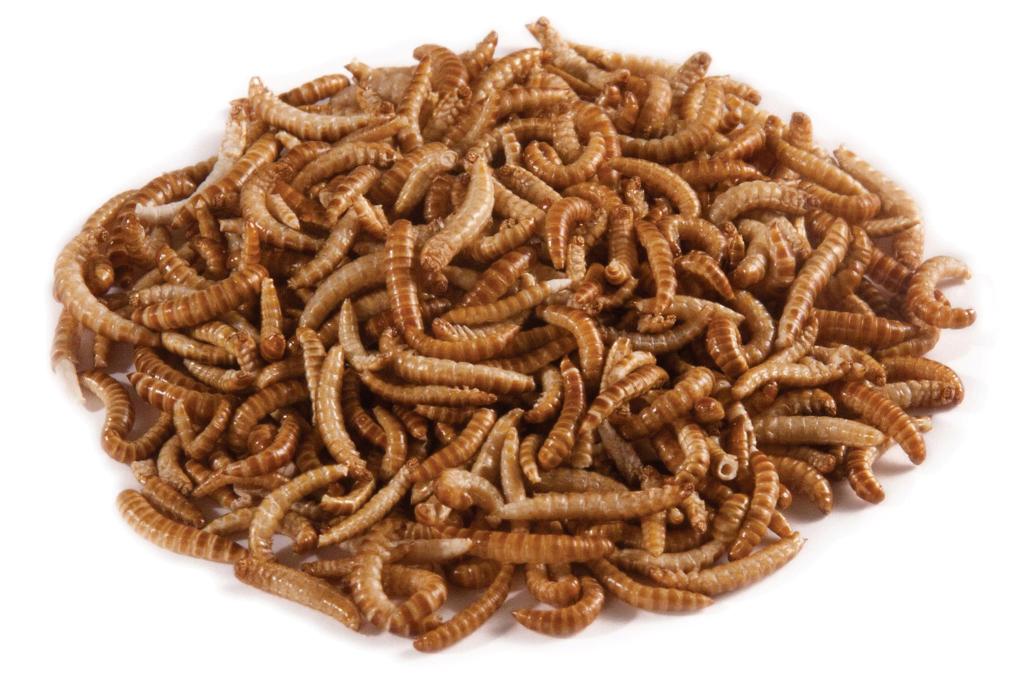hvidløg falskhed afkom Buffalo Worms | Buy Edible Insects & Bugs | Crunchy Critters