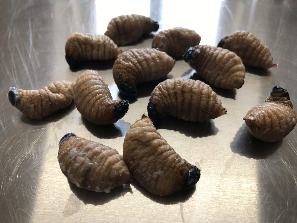 Canned Sago Worms in brine (1) Crunchy Critters