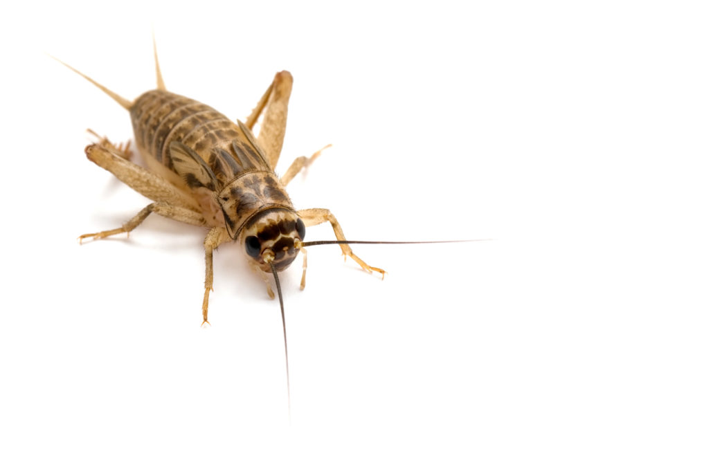 Crickets Buy Edible Insects & Bugs Crunchy Critters Buy Edible