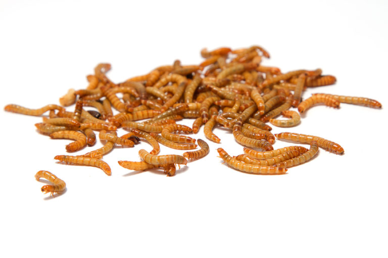 Mealworms Buy Edible Insects & Bugs Crunchy Critters Buy Edible Insects